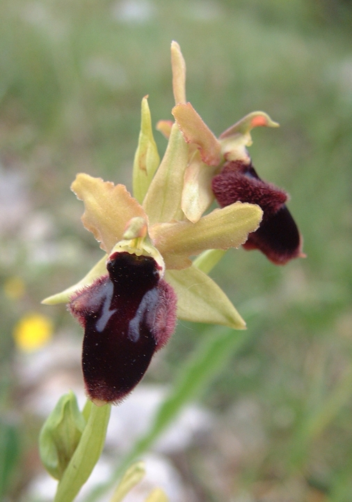 Ophrys promontorii
